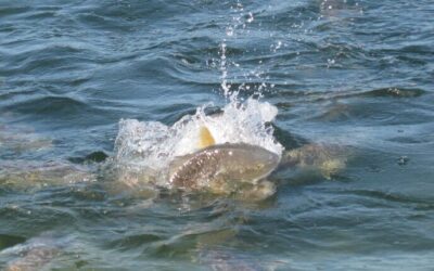 5 Fun Drum Fishing Strategies: How to Read Tides, Structure, and Seasonal Patterns Like a Pro