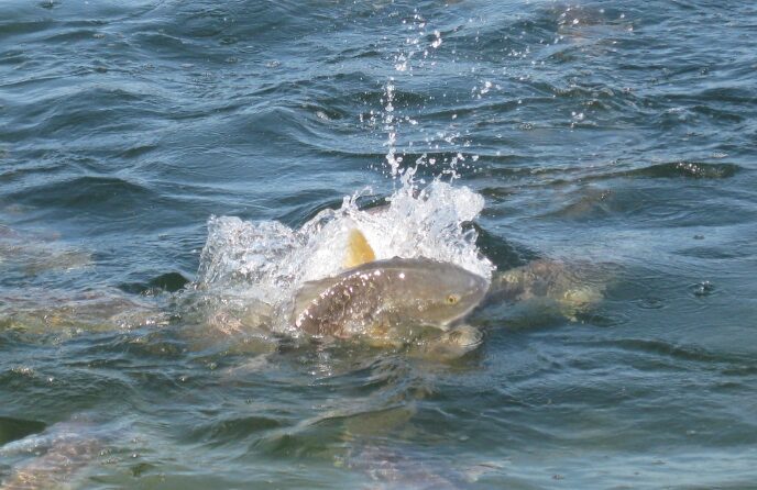 Red Drum